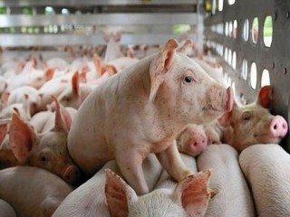 Giá lợn hơi hôm nay 12/10: Đầu tuần tiếp tục giảm mạnh, miền Bắc giá lợn xuống còn 66.000 đồng/1 kg