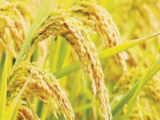 Giá lúa gạo hôm nay ngày 20/11: Giá lúa gạo chững, giao dịch trầm lắng