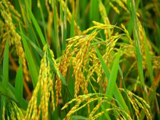Giá lúa gạo hôm nay ngày 15/12: Giá lúa gạo đi ngang