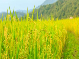 Giá lúa gạo hôm nay ngày 28/12: Đầu tuần giá lúa gạo đi ngang